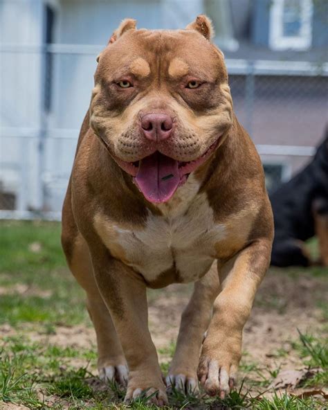 Michigan pitbull breeders. Things To Know About Michigan pitbull breeders. 